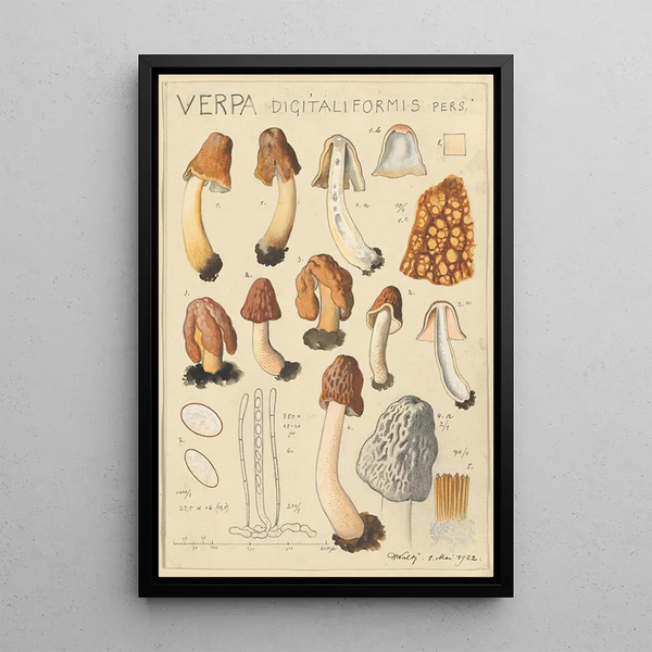 Verpa digitaliformis - Hans Baldung — quadro incorniciato alla parete