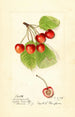 Prunus avium Cleveland - Harriet L Thompson — vista dell’opera
