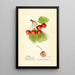 Prunus avium Cleveland - Harriet L Thompson — quadro incorniciato alla parete