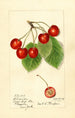 Prunus avium Florence - Harriet L Thompson — vista dell’opera