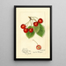 Prunus avium Florence - Harriet L Thompson — quadro incorniciato alla parete