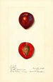 Prunus domestica Methley - Harriet L Thompson — vista dell’opera