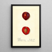 Prunus domestica Methley - Harriet L Thompson — quadro incorniciato alla parete