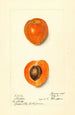 Prunus mume Sharpe - Harriet L Thompson — vista dell’opera