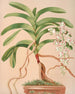Aerides Quinquevulnerum - Harriet Stewart Miner — vista dell’opera