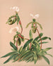 Cypripedium Spicerianum - Harriet Stewart Miner — vista dell’opera