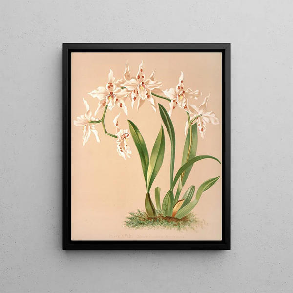 Harriet Stewart Miner - Odontoglossum Alexandrae.webp
