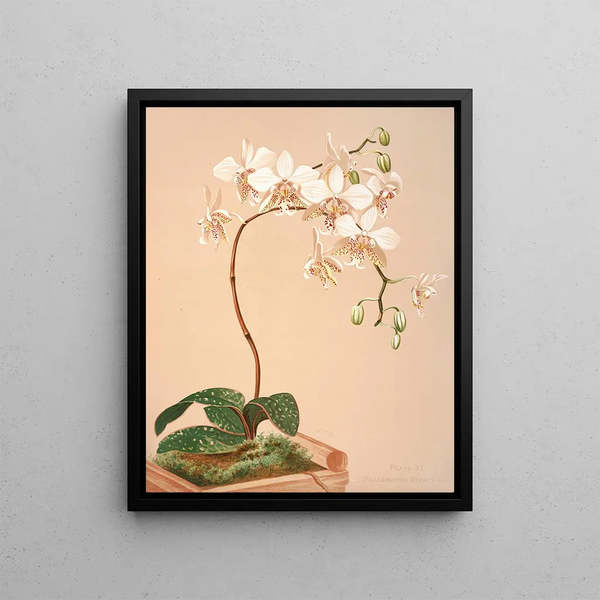 Harriet Stewart Miner - Phalenopsis Stuartiana.webp