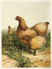 Poule Cochin chamois - Harrison Weir — vista dell’opera
