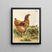 Poule Cochin à la cannelle - Harrison Weir — quadro incorniciato alla parete