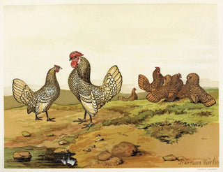 Bantams dorati e argentati - Harrison Weir — vista dell’opera