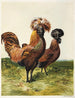 Polacco con paillettes dorate - Harrison Weir — vista dell’opera