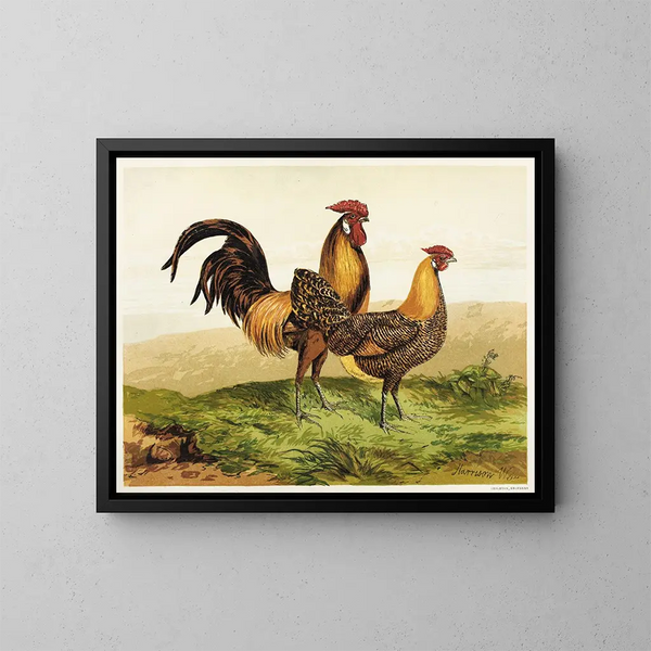 Hambourgs dorés au crayon - Harrison Weir — quadro incorniciato alla parete