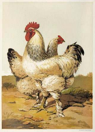 Harrison Weir - Grey Shanghae.webp