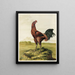 Coq malais - Harrison Weir — quadro incorniciato alla parete