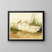 Anatre Aylesbury bianche - Harrison Weir — quadro incorniciato alla parete