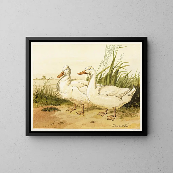Anatre Aylesbury bianche - Harrison Weir — quadro incorniciato alla parete