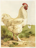 Coq Cochin bianco - Harrison Weir — vista dell’opera