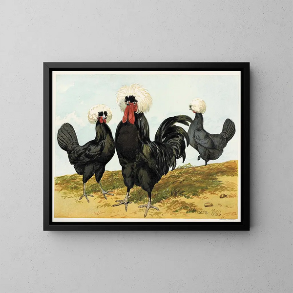 Polacco nero con cresta bianca - Harrison Weir — quadro incorniciato alla parete