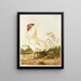 Dorking bianco - Harrison Weir — quadro incorniciato alla parete