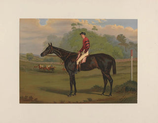 Harry Hall - Parole Brown Gelding.webp