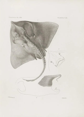 Harvard University Museum of Comparative Zoology - Memoirs of the Museum of Comparative Zoology at Harvard College Pl06.webp
