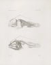Memorie del Museo di zoologia comparata del Harvard College Pl14 - Museo di Zoologia Comparata dell'Università di Harvard — vista dell’opera