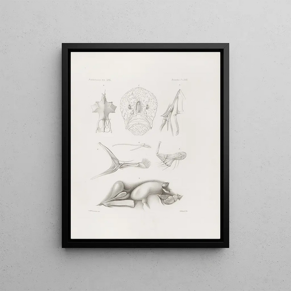 Harvard University Museum of Comparative Zoology - Memoirs of the Museum of Comparative Zoology at Harvard College Pl17.webp