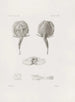 Memorie del Museo di zoologia comparata del Harvard College Pl25 - Museo di Zoologia Comparata dell'Università di Harvard — vista dell’opera