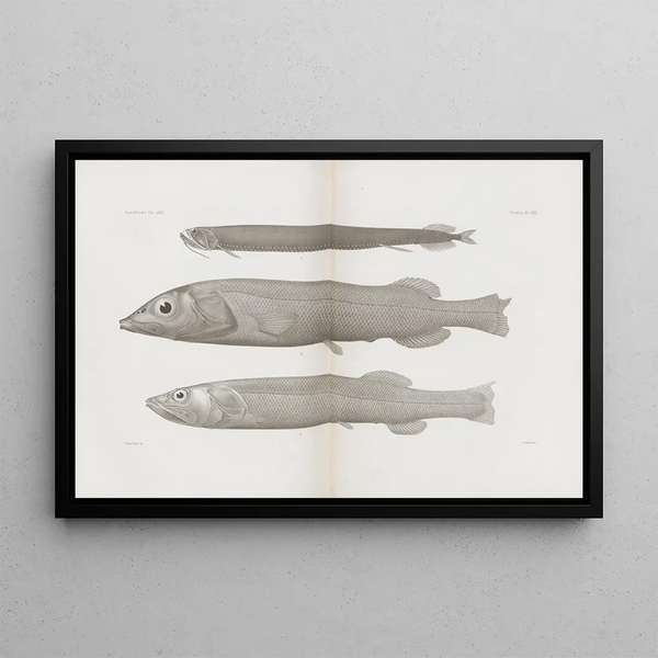Memorie del Pl57 - Museo di Zoologia Comparata dell'Università di Harvard — quadro incorniciato alla parete