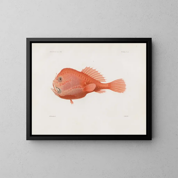Memorie del Museo di zoologia comparata dell'Harvard College Pl87 - Museo di Zoologia Comparata dell'Università di Harvard — quadro incorniciato alla parete