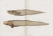 Memorie del Pl89 - Museo di Zoologia Comparata dell'Università di Harvard — vista dell’opera