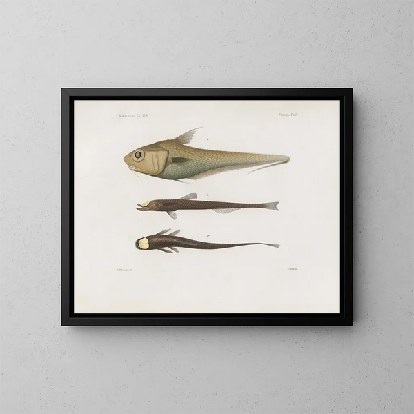 Memorie del Museo di zoologia comparata di Harvard College Pl92 - Museo di Zoologia Comparata dell'Università di Harvard — quadro incorniciato alla parete
