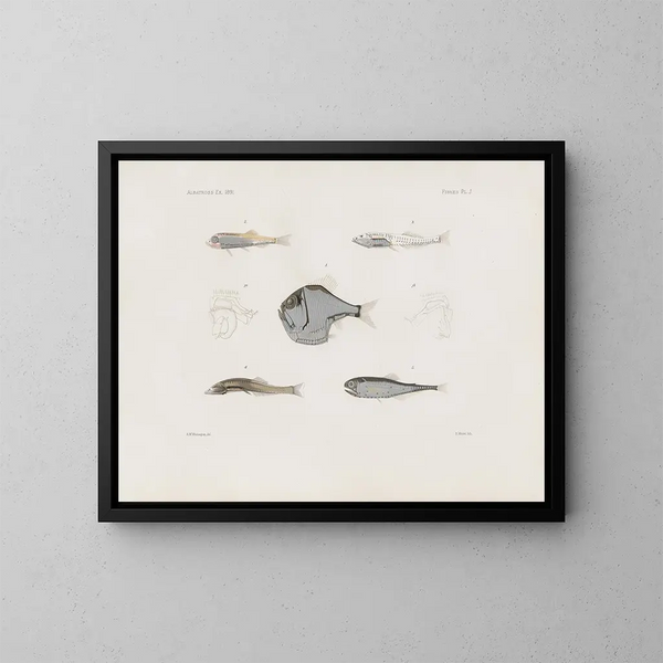 Memorie del Museo di zoologia comparata di Harvard College Pl93 - Museo di Zoologia Comparata dell'Università di Harvard — quadro incorniciato alla parete