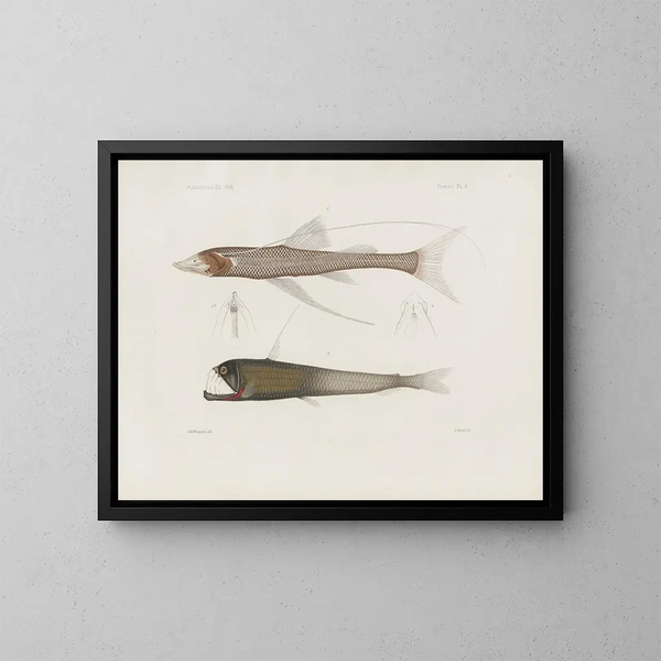 Memorie del Museo di zoologia comparata di Harvard College Pl94 - Museo di Zoologia Comparata dell'Università di Harvard — quadro incorniciato alla parete