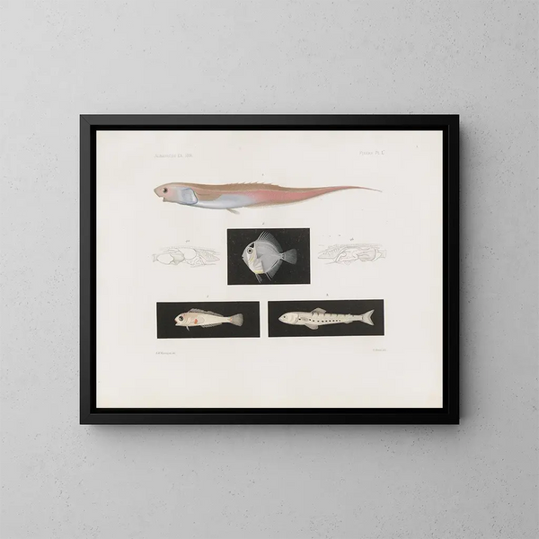 Memorie del Museo di zoologia comparata di Harvard College Pl95 - Museo di Zoologia Comparata dell'Università di Harvard — quadro incorniciato alla parete