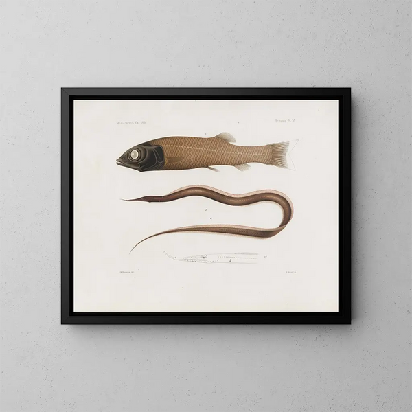 Memorie del Museo di zoologia comparata di Harvard College Pl96 - Museo di Zoologia Comparata dell'Università di Harvard — quadro incorniciato alla parete