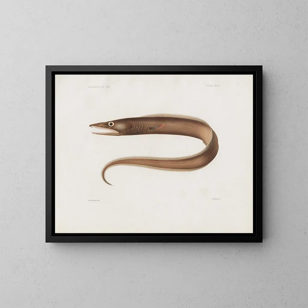Memorie del Museo di zoologia comparata di Harvard College Pl97 - Museo di Zoologia Comparata dell'Università di Harvard — quadro incorniciato alla parete