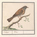 Heggenmus Prunella modularis - Anselmus Botius de Boodt — ambientato in un interno