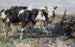 Vaches dans un champ - Heinrich von Zügel — vista dell’opera
