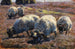 Moutons paissant dans la lande ensoleillée - Heinrich von Zügel — vista dell’opera