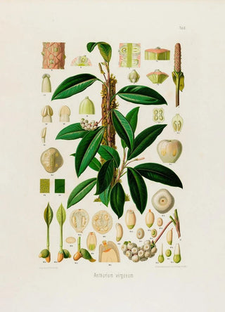 Heinrich Wilhelm Schott - Aroideae Maximilianae Pl08.webp