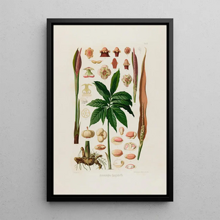 Heinrich Wilhelm Schott - Aroideae Maximilianae Pl23.webp