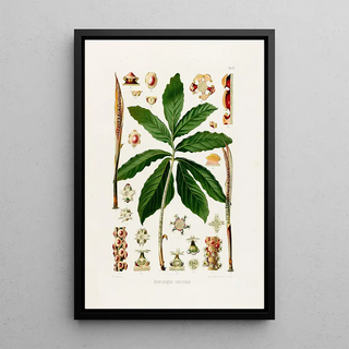 Heinrich Wilhelm Schott - Aroideae Maximilianae Pl26.webp