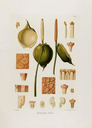 Heinrich Wilhelm Schott - Aroideae Maximilianae Pl30.webp