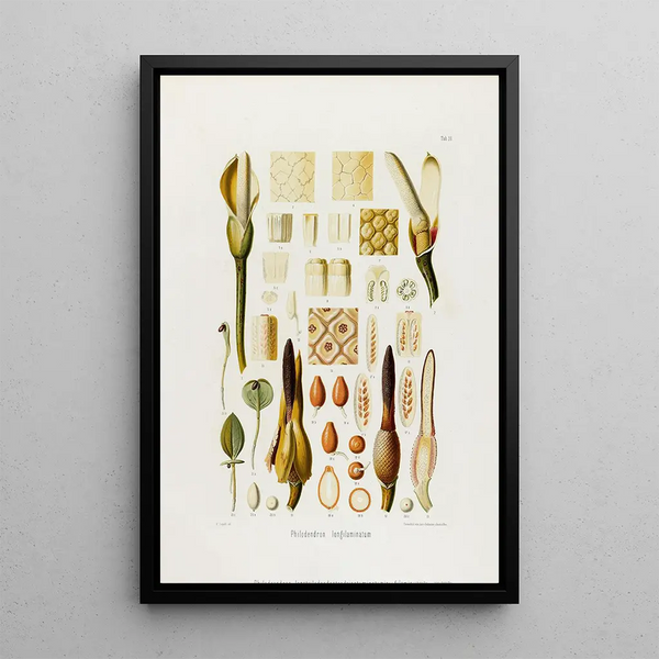Aroideae Maximilianae Pl36 - Heinrich Wilhelm Schott — quadro incorniciato alla parete