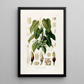 Heinrich Wilhelm Schott - Aroideae Maximilianae Pl37.webp