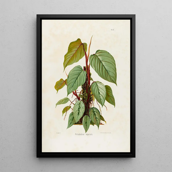 Aroideae Maximilianae Pl40 - Heinrich Wilhelm Schott — quadro incorniciato alla parete