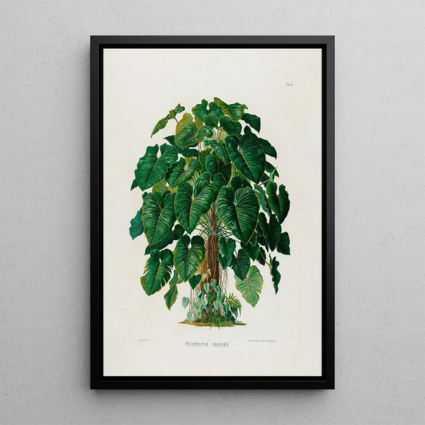 Aroideae Maximilianae Pl41 - Heinrich Wilhelm Schott — quadro incorniciato alla parete