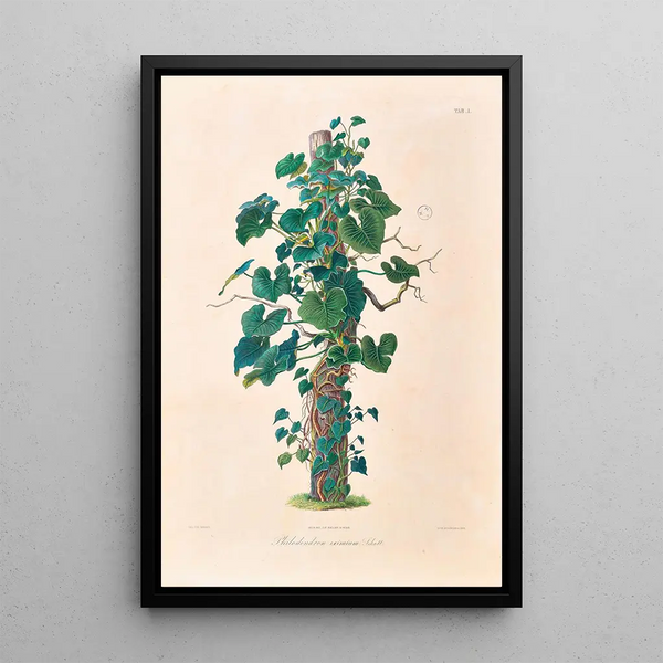 Icones Aroidearum Pl01 - Heinrich Wilhelm Schott — quadro incorniciato alla parete